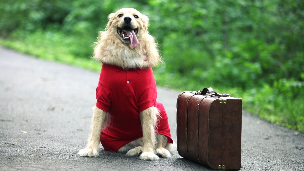 viajar con mascotas a esuropa